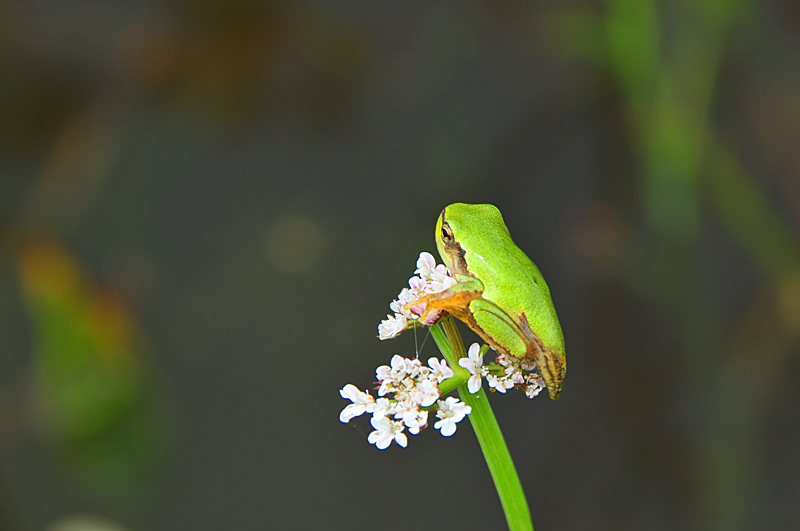 Hyla intermedia